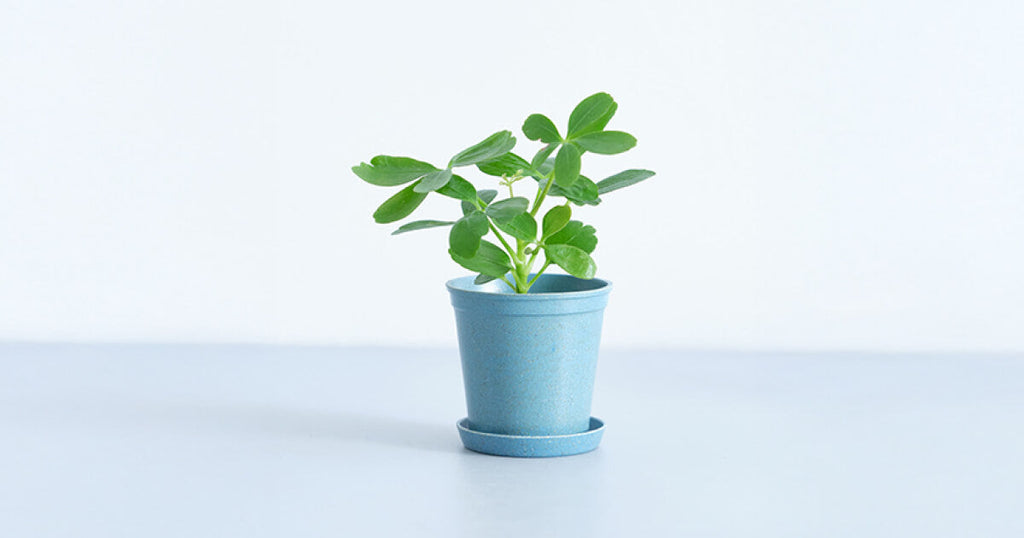 シェフレラ・ピットマンズプライド