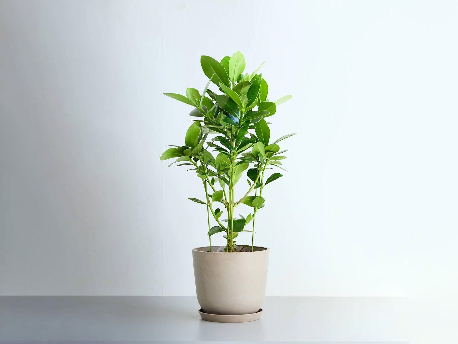 クルシア・ロゼア・プリンセス 8号 | 観葉植物の通販 AND PLANTS