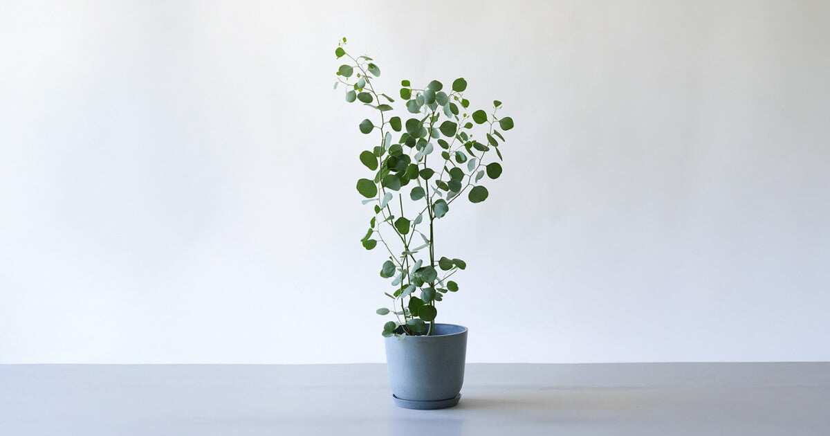 ユーカリ・ポポラス 8号 | 観葉植物の通販 AND PLANTS (アンドプランツ)