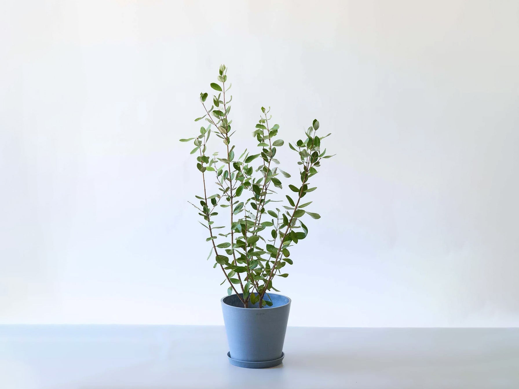 フェイジョアの木 8号 | 観葉植物の通販 AND PLANTS (アンドプランツ)