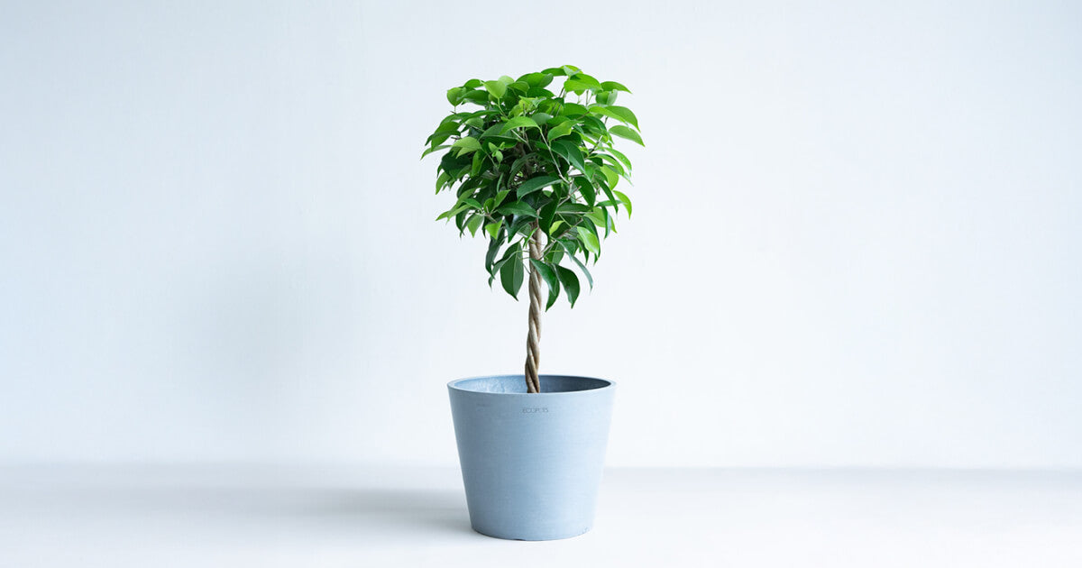 フィカス・ベンジャミン