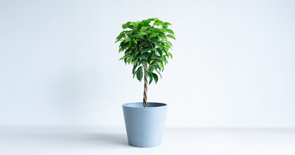 フィカス・ベンジャミン