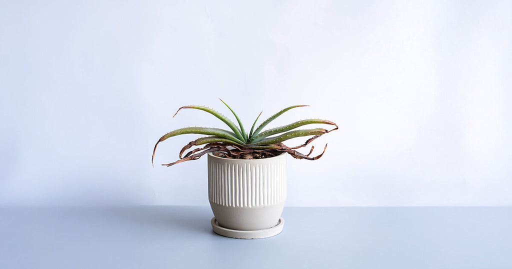 アロエ・スプラフォリアータ