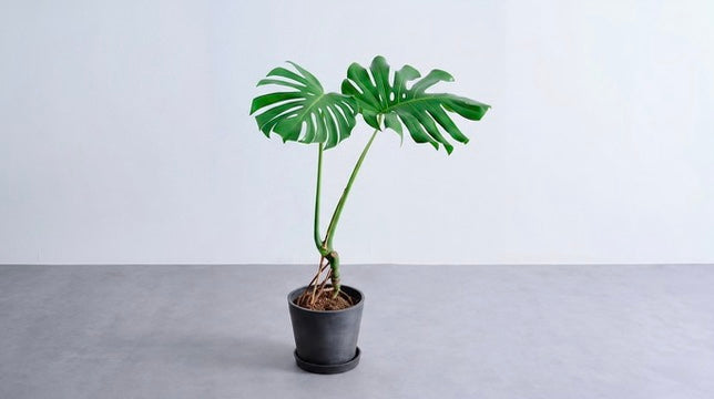 モンステラ 根上り ｜観葉植物の通販 AND PLANTS (アンドプランツ)