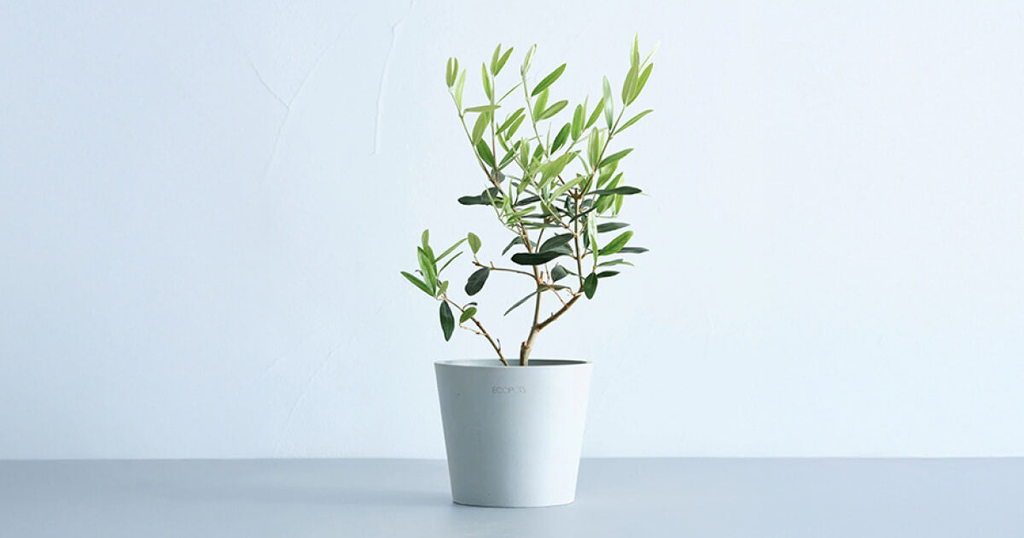 オリーブ・ひなかぜ 4号 | 観葉植物の通販 AND PLANTS (アンドプランツ)