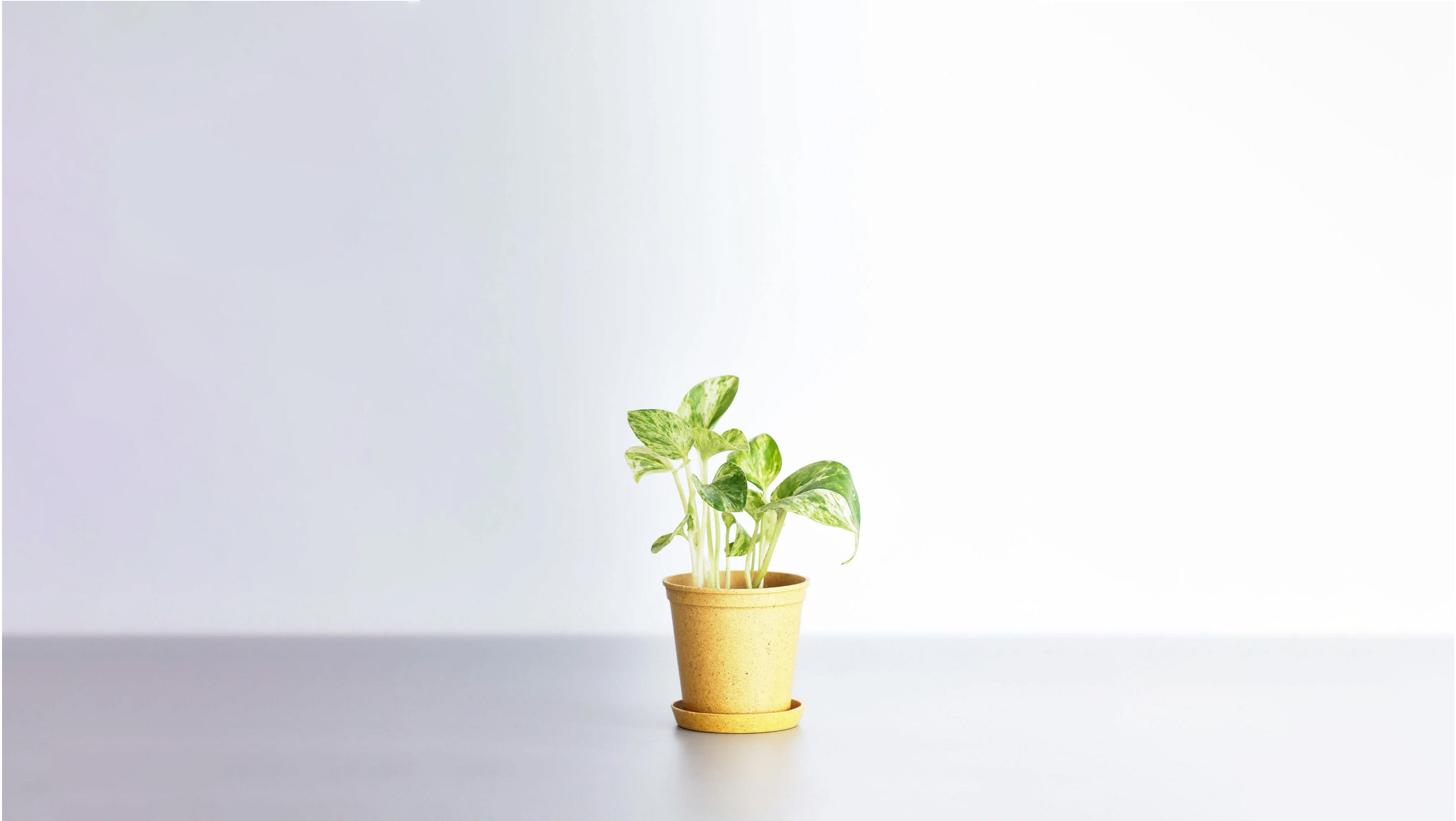 ポトス 2号 | 観葉植物の通販 AND PLANTS (アンドプランツ)