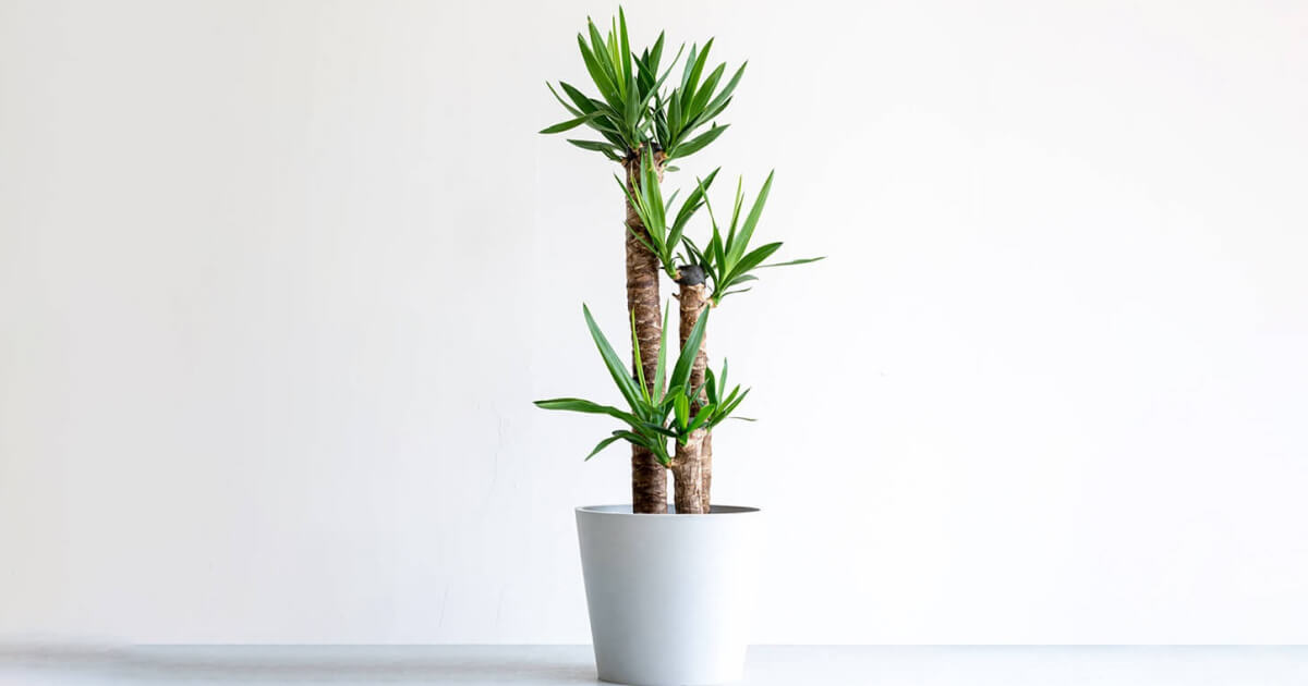 ユッカ | 観葉植物の通販 AND PLANTS (アンドプランツ)