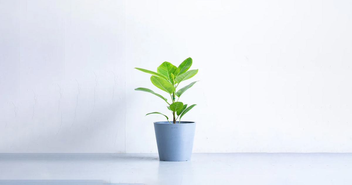 フランスゴムの木 8号 | 観葉植物の通販 AND PLANTS (アンドプランツ) フランスゴムの木 8号 | 観葉植物の通販 AND PLANTS (アンドプランツ)