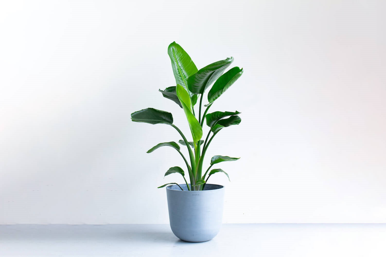 ストレリチア 10号 | 観葉植物の通販 AND PLANTS (アンドプランツ)