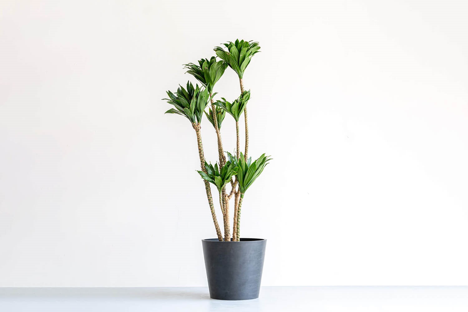 ドラセナ・デレメンシス・コンパクタ 10号 | 観葉植物の通販 AND