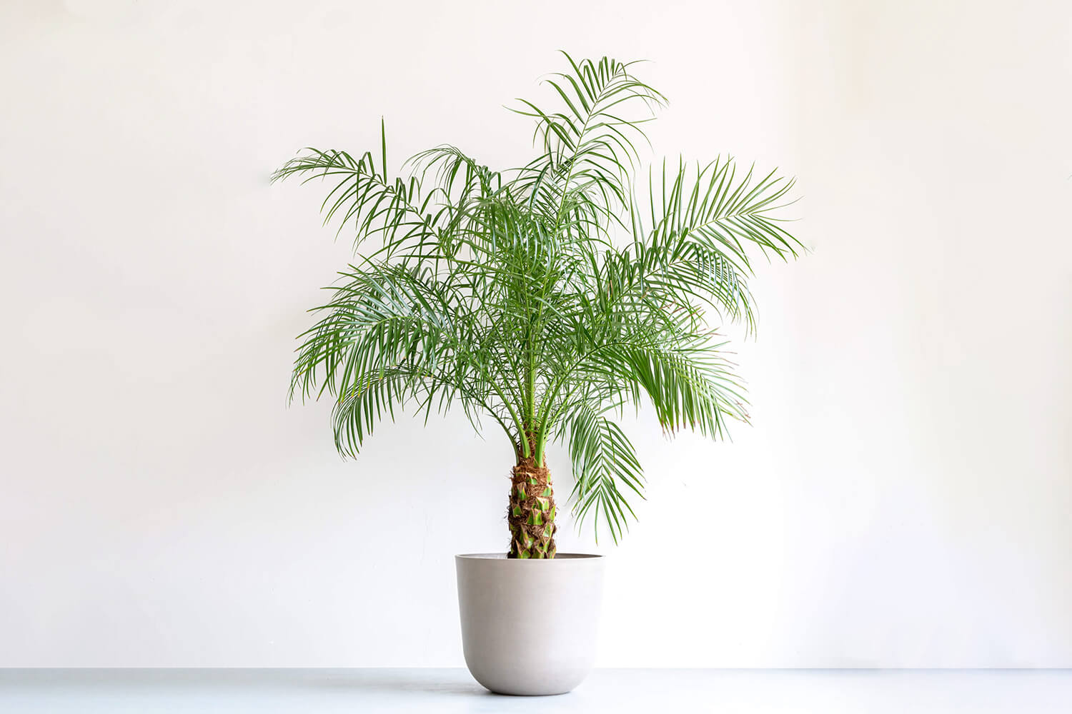 フェニックス・ロベレニー フェニックス・ロベレニー 12号 | 観葉植物の通販 AND PLANTS (アンド