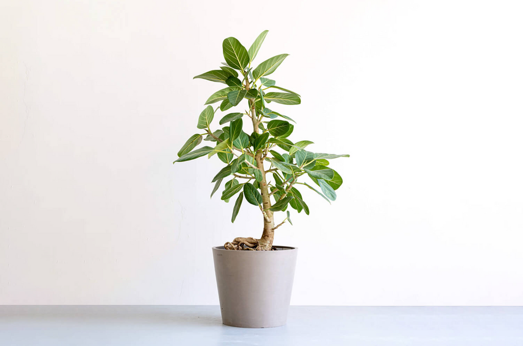 フィカス・ベンガレンシス 10号 | 観葉植物の通販 AND PLANTS (アンド フィカス・ベンガレンシス 10号 | 観葉植物の通販 AND PLANTS (アンド