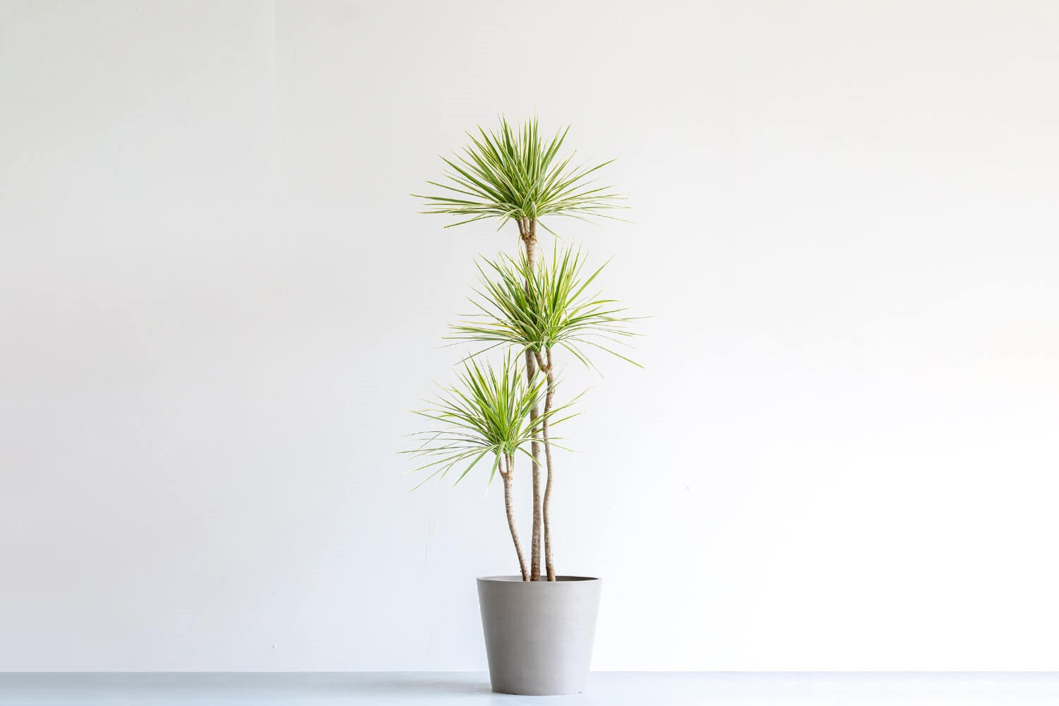 ドラセナ・コンシンネ・ホワイボリー 10号 | 観葉植物の通販 AND