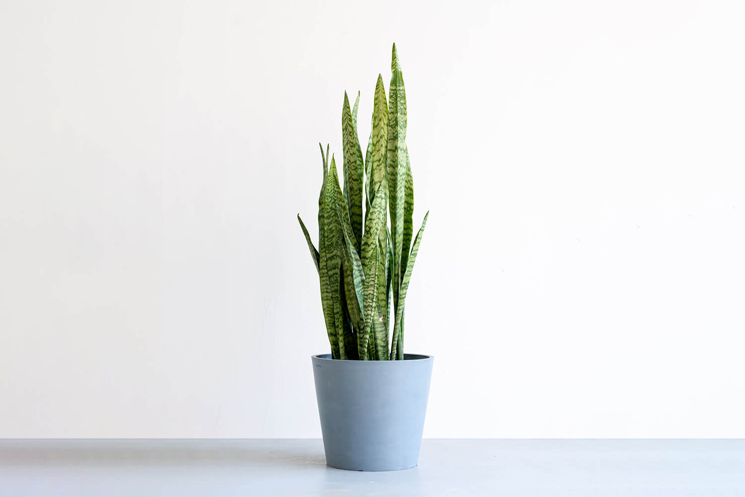 サンスベリア 10号 | 観葉植物の通販 AND PLANTS (アンドプランツ)