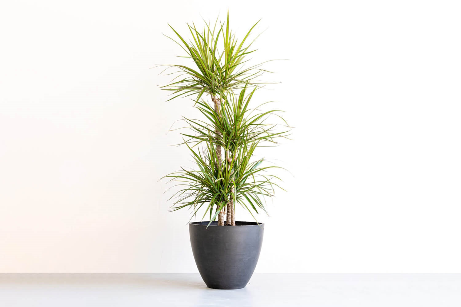 ドラセナ 10号 | 観葉植物の通販 AND PLANTS (アンドプランツ)