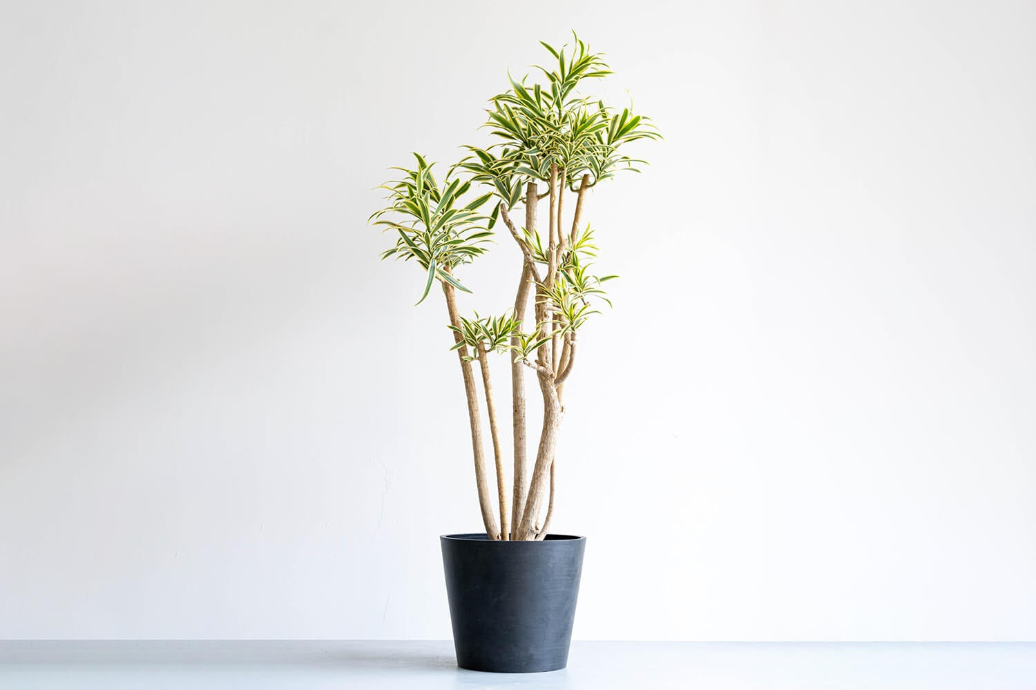 ドラセナ・ソングオブインディア 10号 | 観葉植物の通販 AND PLANTS