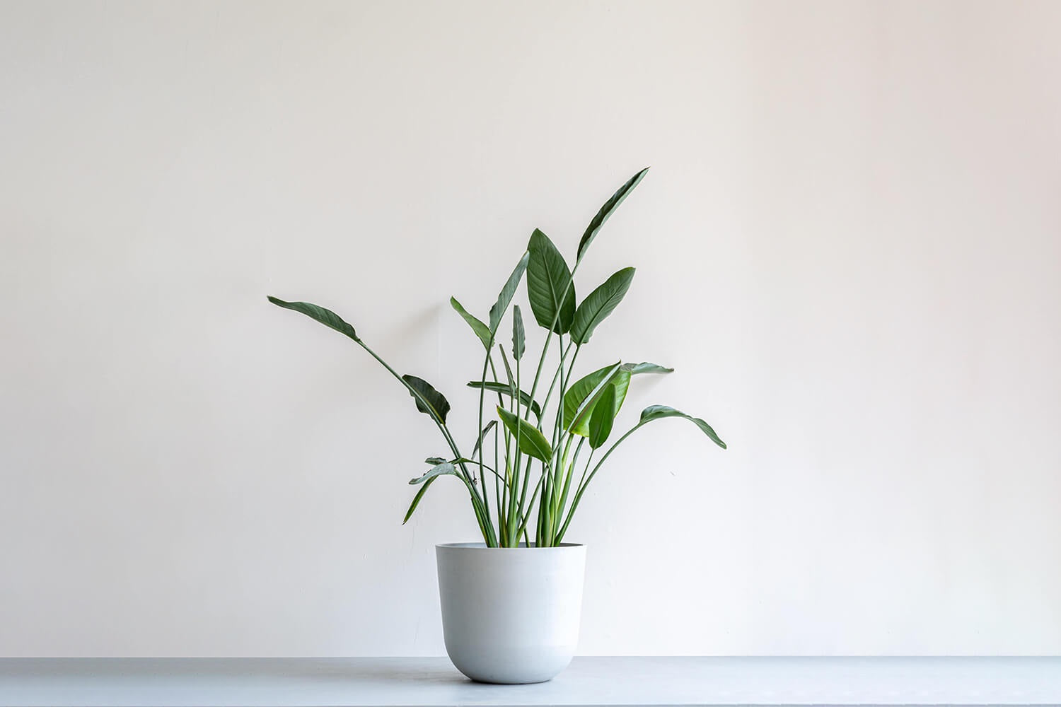 ストレリチア 12号 | 観葉植物の通販 AND PLANTS (アンドプランツ)