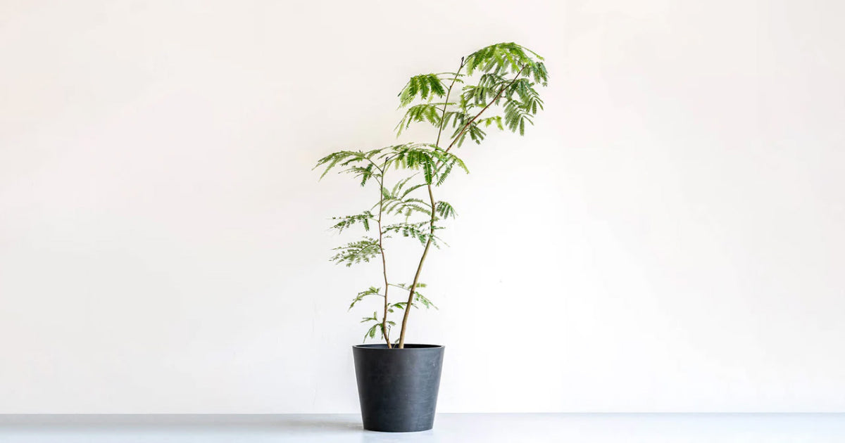 エバーフレッシュ 10号 | 観葉植物の通販 AND PLANTS (アンドプランツ)