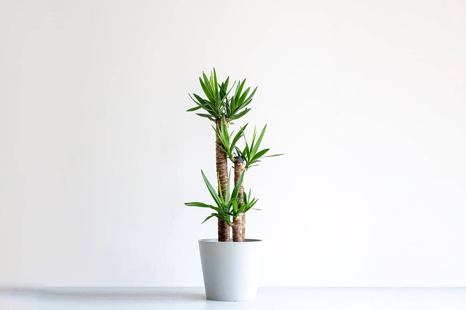 ユッカ 10号 | 観葉植物の通販 AND PLANTS (アンドプランツ)