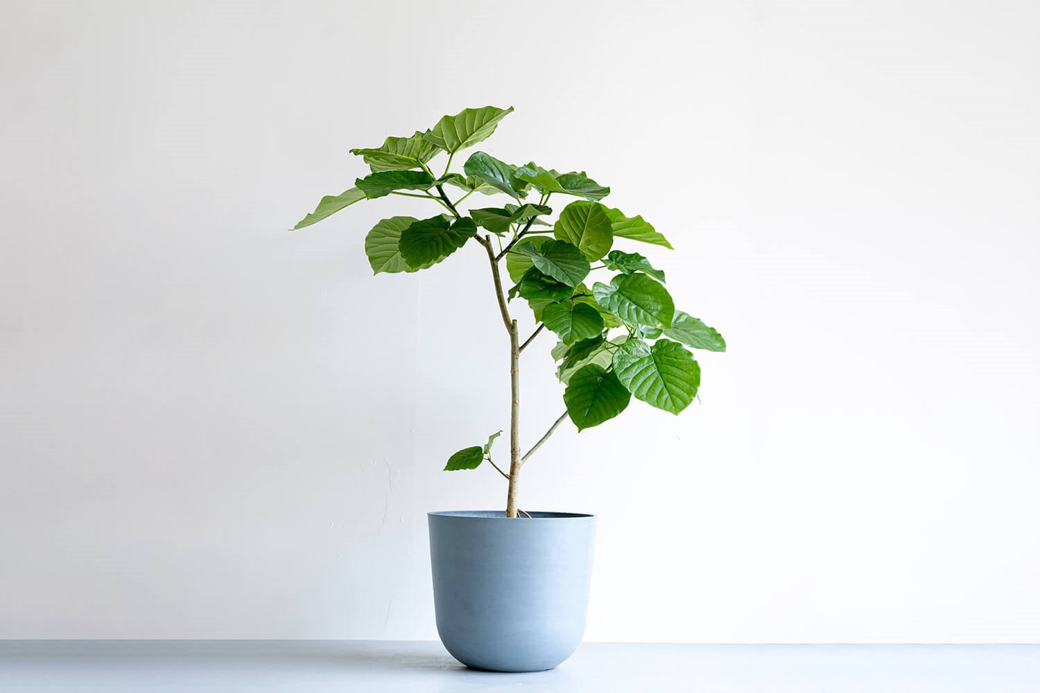 フィカス・ウンベラータ 10号 | 観葉植物の通販 AND PLANTS (アンド