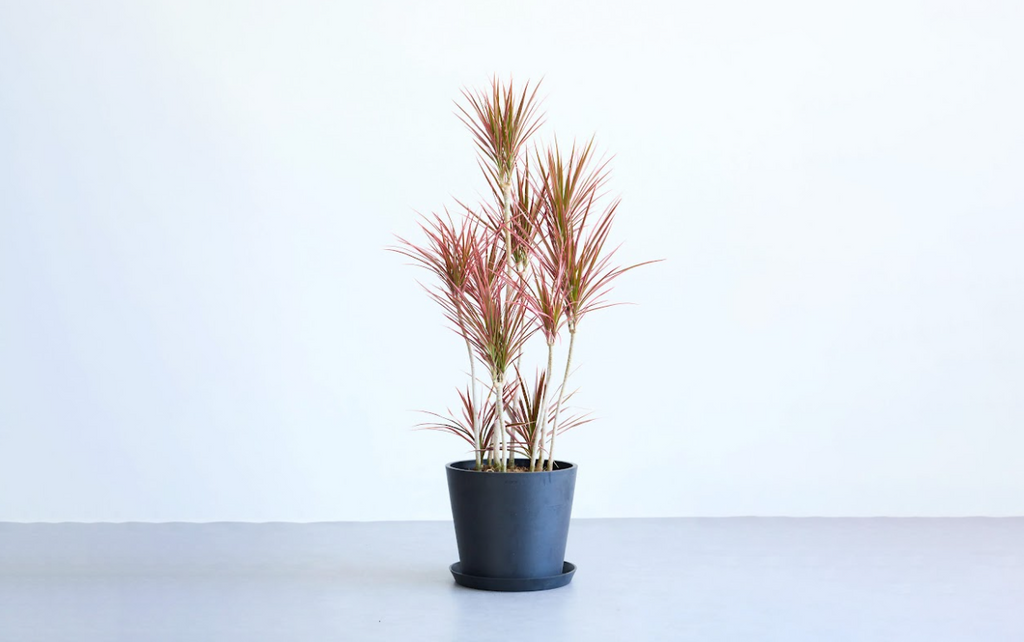 ドラセナ・コンシンネ・スカーレットアイビス 10号