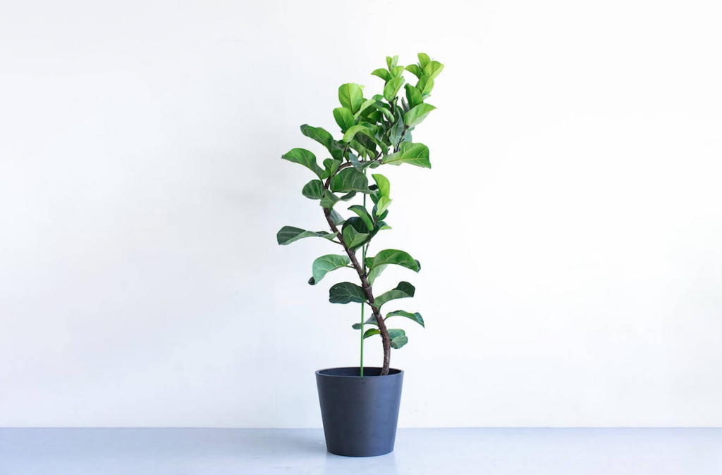 フィカス・リラータ・バンビーノ 10号 | 観葉植物の通販 AND PLANTS フィカス・リラータ・バンビーノ 10号 | 観葉植物の通販 AND PLANTS