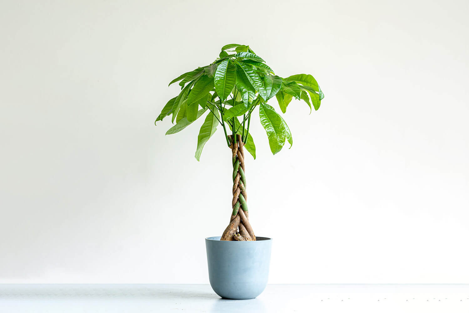 パキラ 8号 | 観葉植物の通販 AND PLANTS (アンドプランツ)