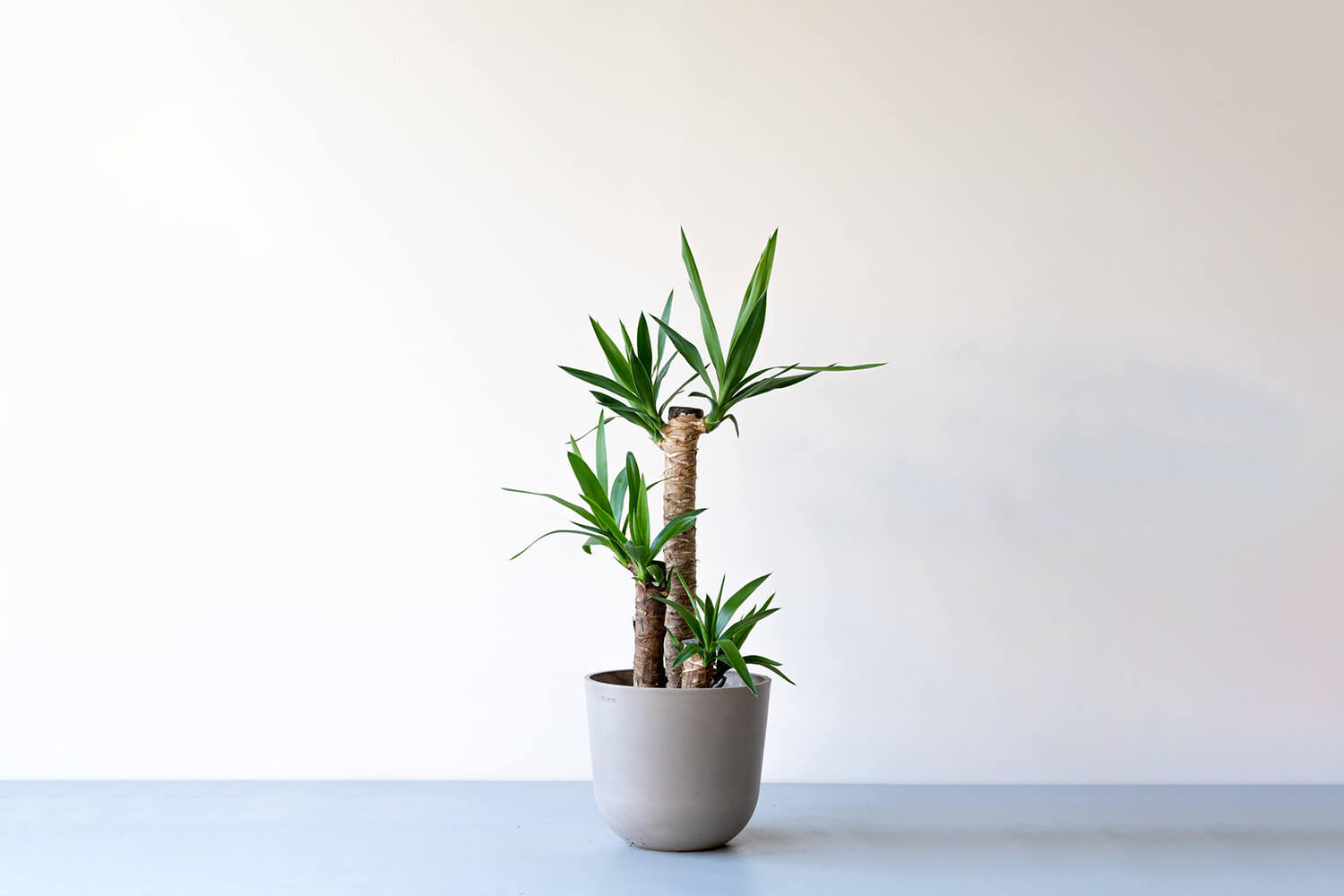 ユッカ 8号 | 観葉植物の通販 AND PLANTS (アンドプランツ)