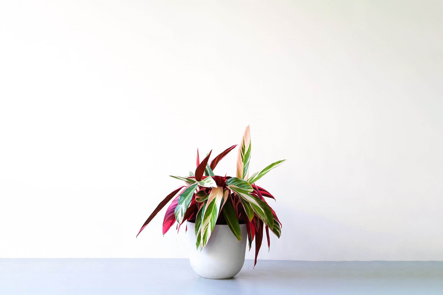 ストロマンテ・トリオスター 8号 | 観葉植物の通販 AND PLANTS (アンド