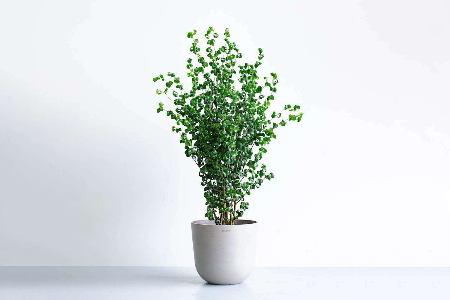 フィカス・ベンジャミン・バロック 8号 | 観葉植物の通販 AND PLANTS