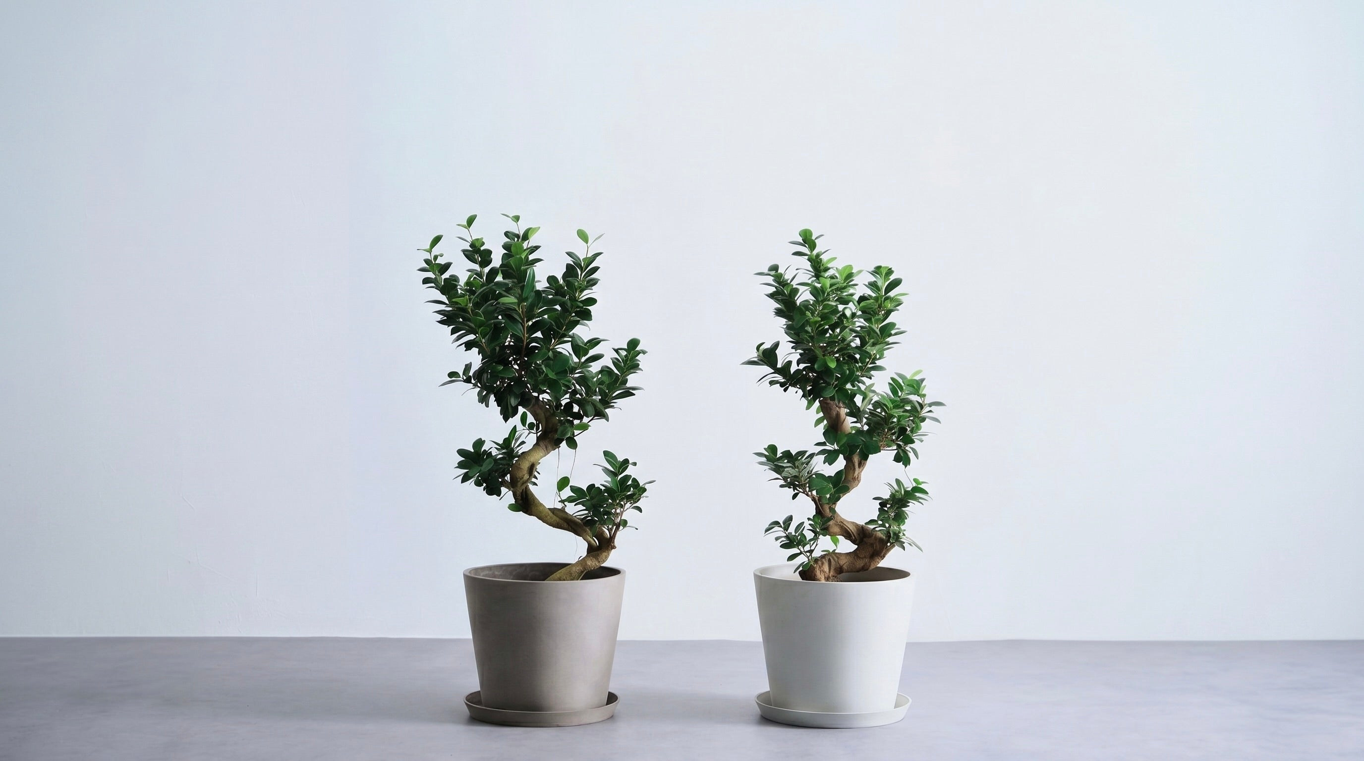 ガジュマル　まがり ガジュマル まがり | 観葉植物の通販 AND PLANTS (アンドプランツ)
