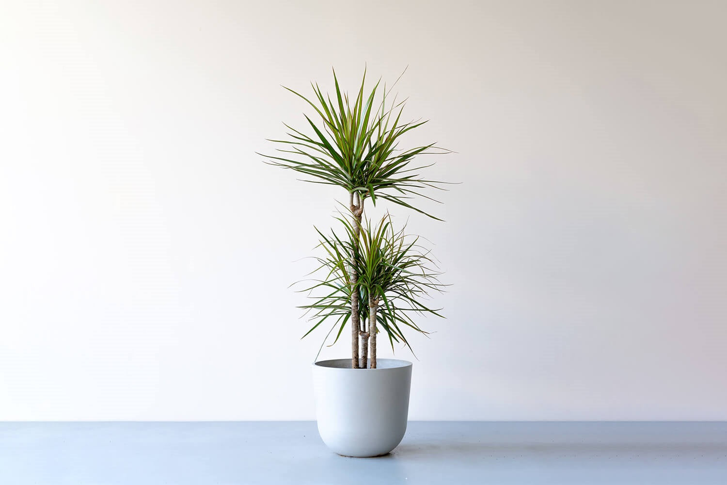 ドラセナ 8号 | 観葉植物の通販 AND PLANTS (アンドプランツ)