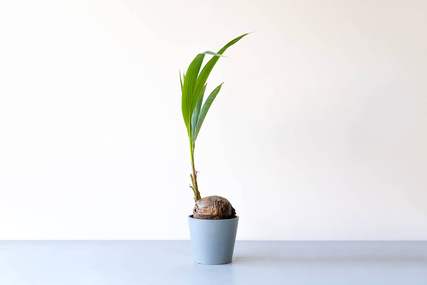 その他観葉植物 CoCo ココヤシ 8号 | 観葉植物の通販 AND PLANTS (アンドプランツ)