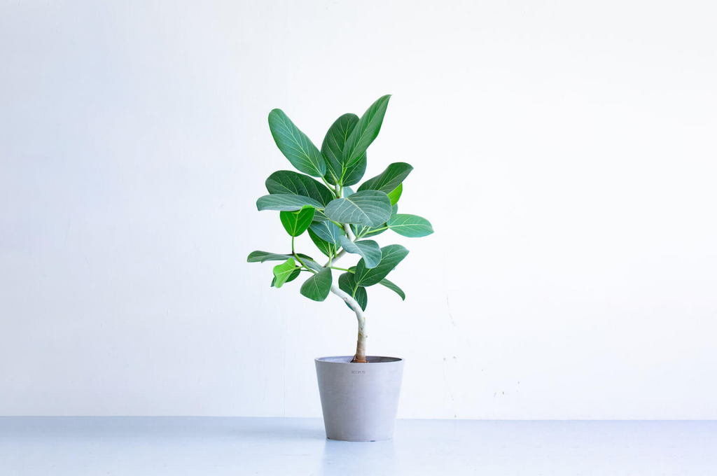 フィカス・ベンガレンシス 8号