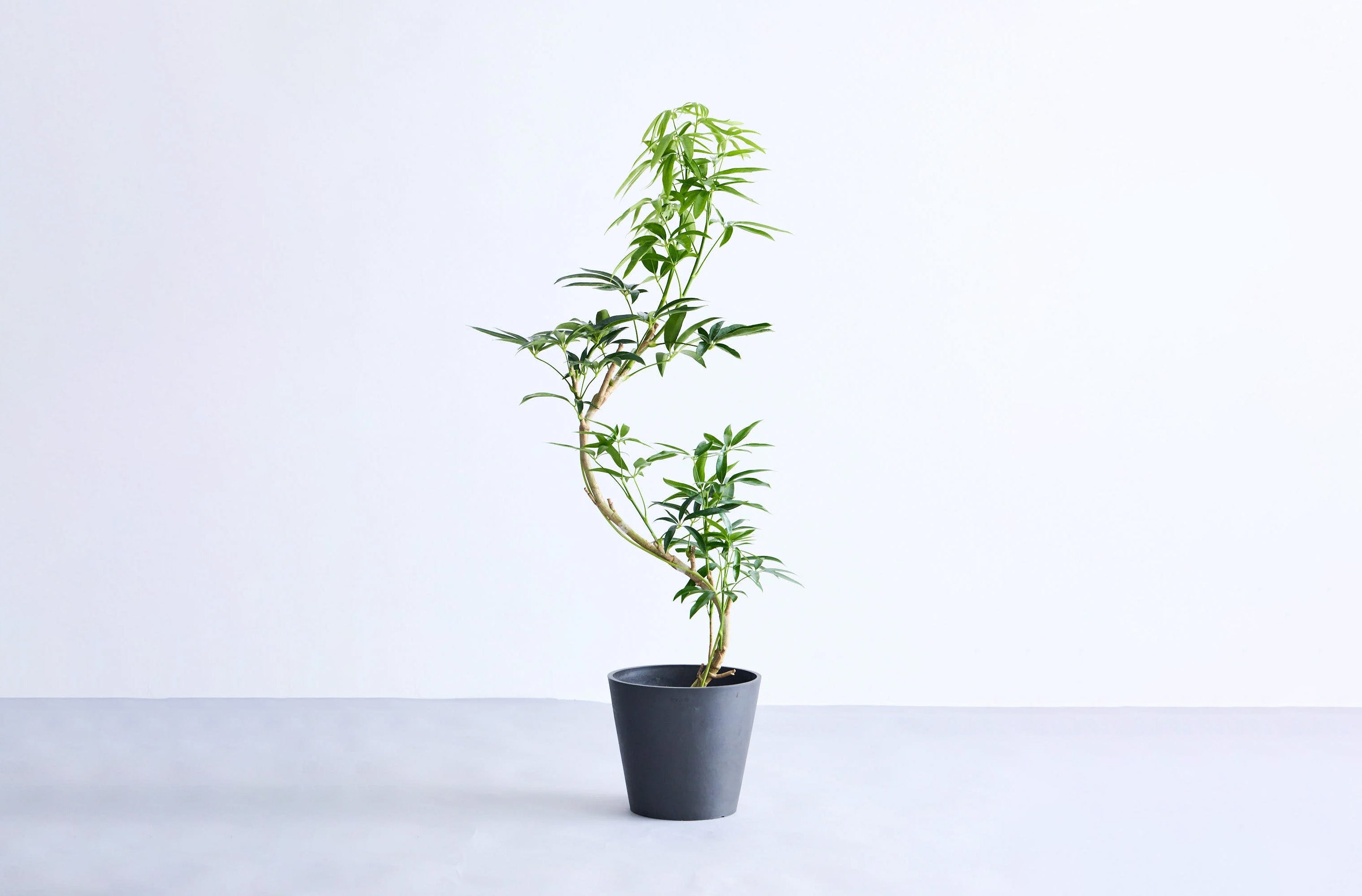 シェフレラ・アンガスティフォリア 8号 | 観葉植物の通販 AND PLANTS