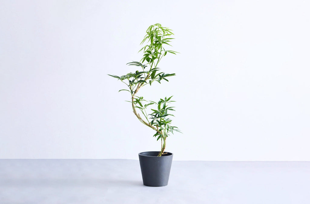 シェフレラ・アンガスティフォリア 8号