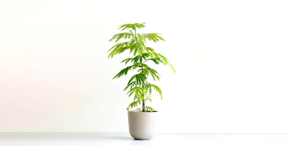 エバーフレッシュ 8号 | 観葉植物の通販 AND PLANTS (アンドプランツ)