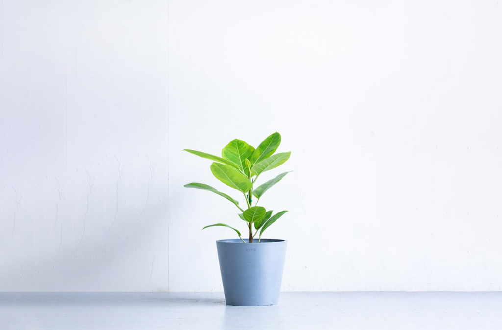 フィカス・アルテシマ 6号 | 観葉植物の通販 AND PLANTS (アンドプランツ) フィカス・アルテシマ 6号 | 観葉植物の通販 AND PLANTS (アンドプランツ)