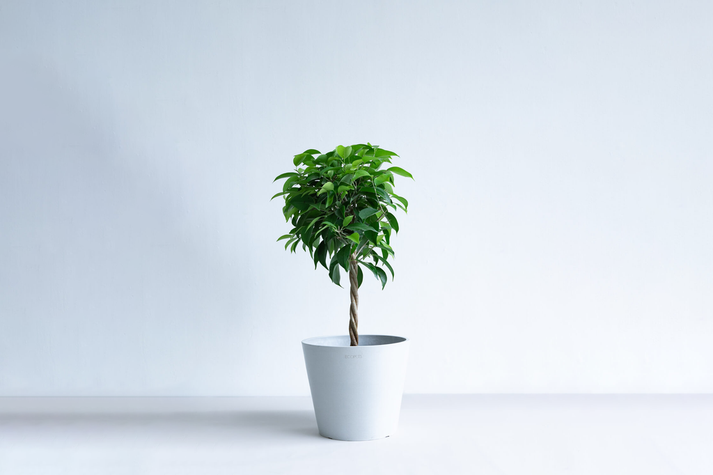 フィカス 6号 | 観葉植物の通販 AND PLANTS (アンドプランツ)