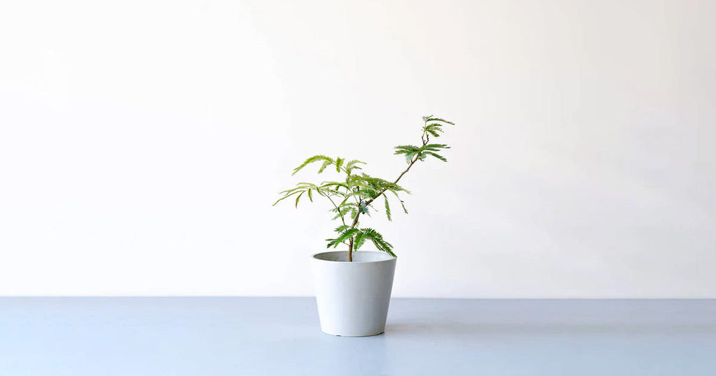 エバーフレッシュ 6号