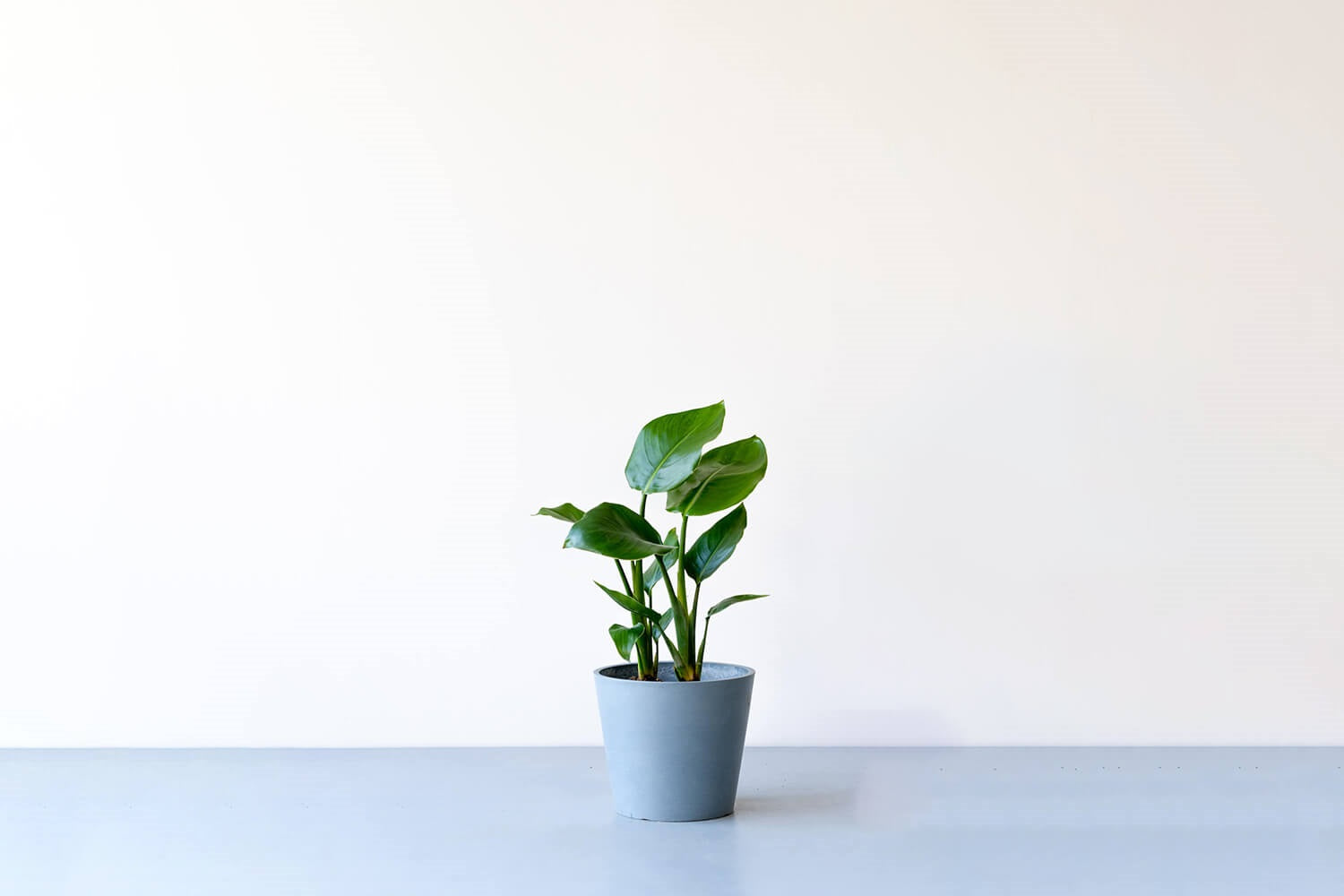 ストレリチア・オーガスタ 6号 | 観葉植物の通販 AND PLANTS (アンド