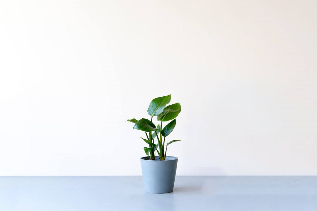 ストレリチア・オーガスタ 6号