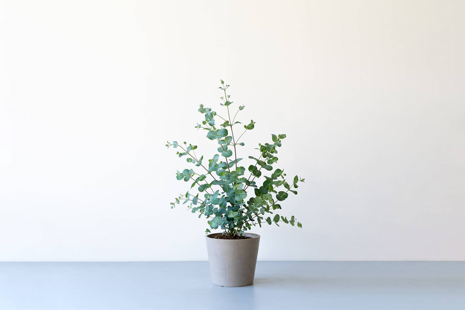 ユーカリ・グニー 6号 | 観葉植物の通販 AND PLANTS (アンドプランツ)