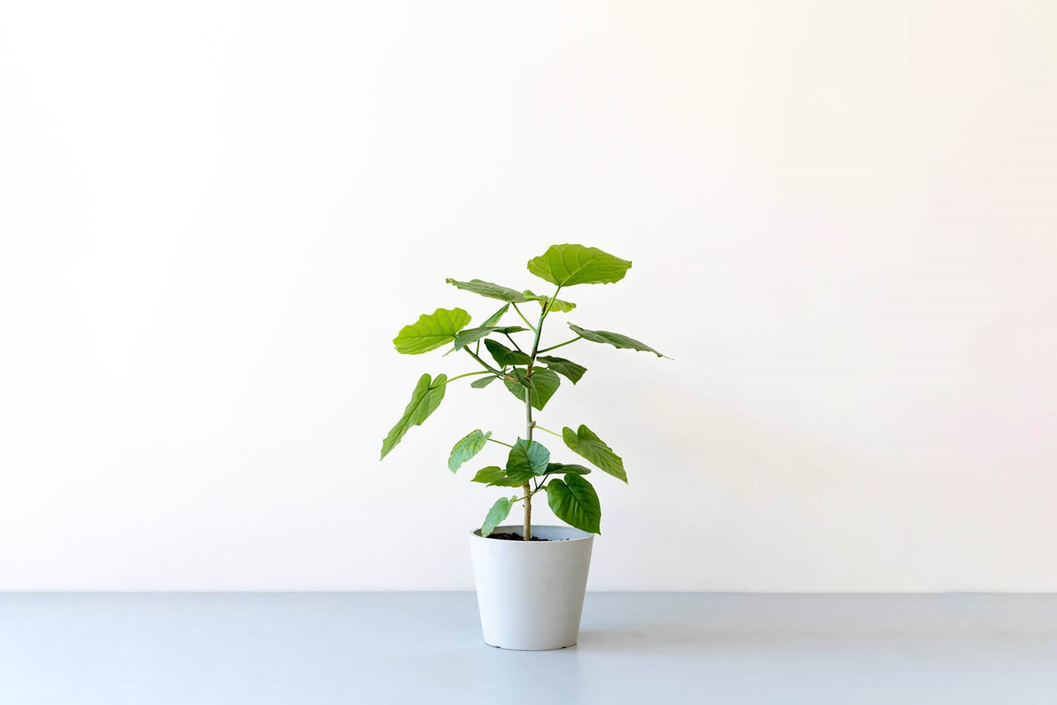 フィカス・ウンベラータ 6号 | 観葉植物の通販 AND PLANTS (アンド