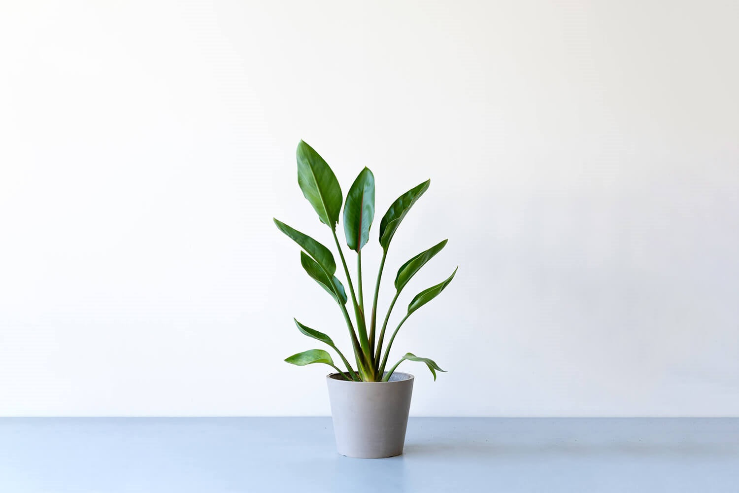 ストレリチア 6号 | 観葉植物の通販 AND PLANTS (アンドプランツ)