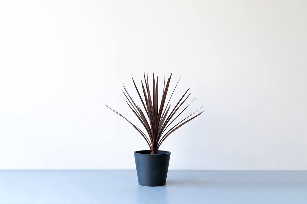 コルジリネ・オーストラリス・レッドスター 6号