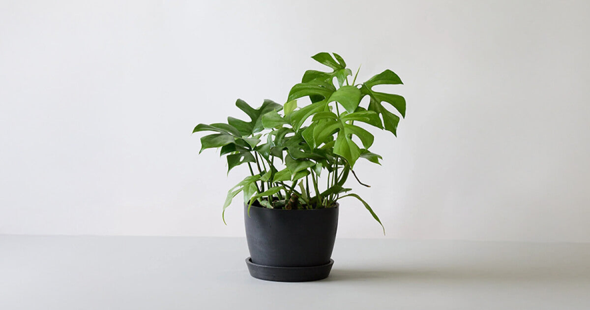 モンステラ 5号 | 観葉植物の通販 AND PLANTS (アンドプランツ)