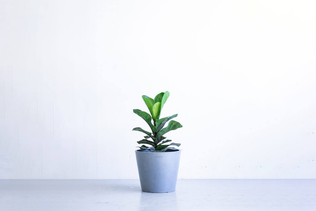 フィカス・リラータ・バンビーノ 4号 | 観葉植物の通販 AND PLANTS