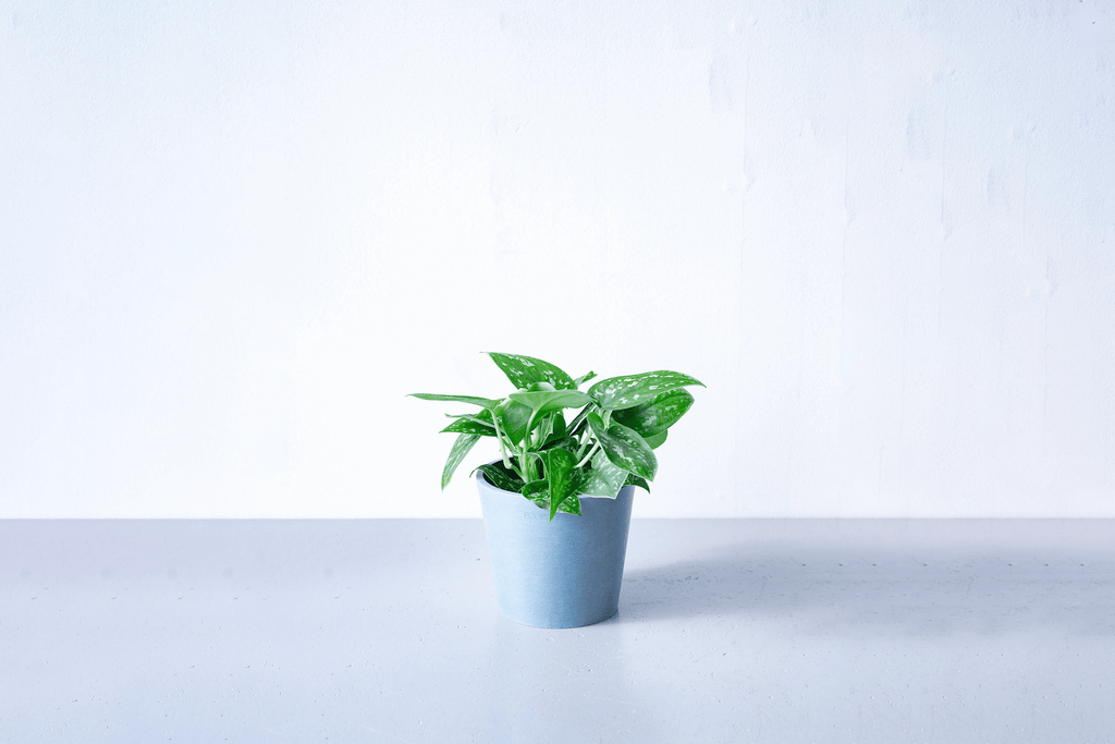 スキンダプサス 4号