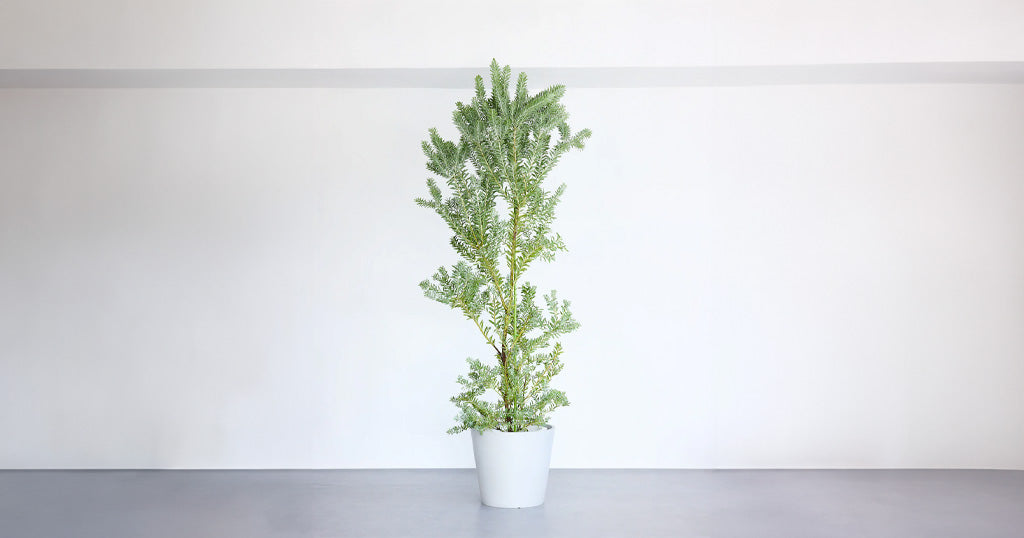 アカシア・ブルーブッシュ 13号 | 観葉植物の通販 AND PLANTS (アンド